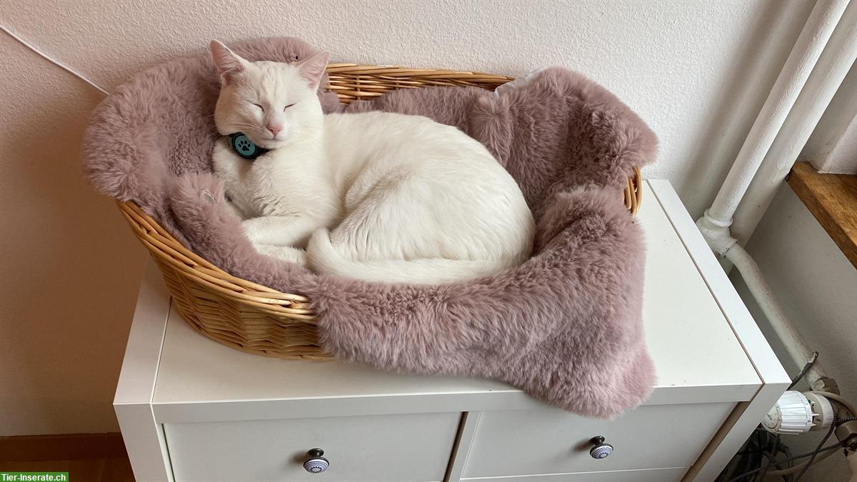 Bild 2: Weisse Katzengeschwister brauchen neues Zuhause