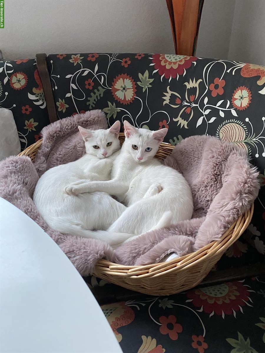 Bild 4: Weisse Katzengeschwister brauchen neues Zuhause