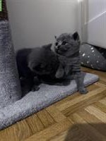 Wunderschöne Britisch Kurzhaar Kätzchen ab Februar