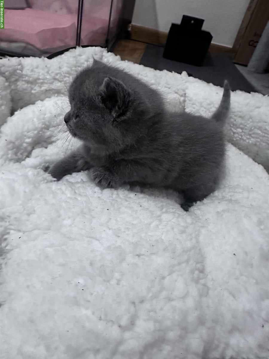 Bild 2: Wunderschöne Britisch Kurzhaar Kätzchen ab Februar