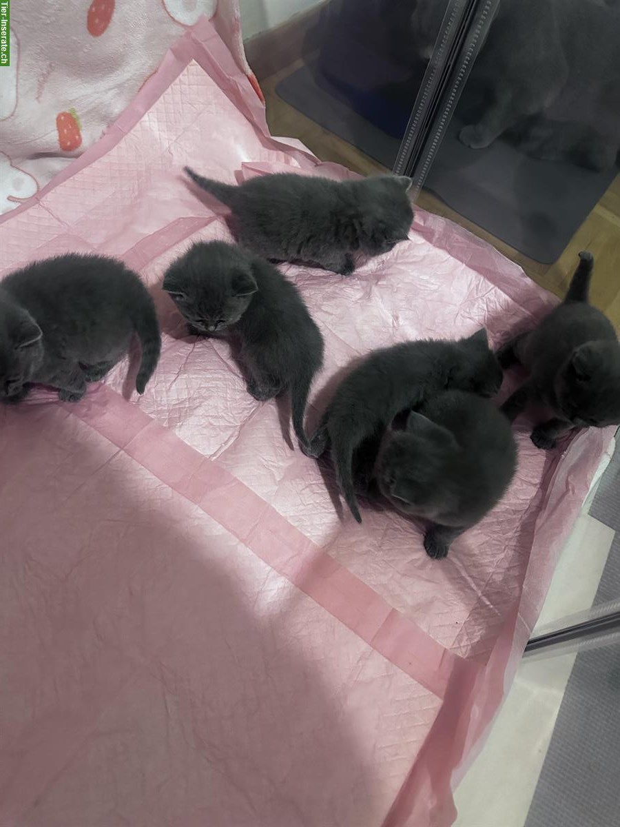 Bild 3: Wunderschöne Britisch Kurzhaar Kätzchen ab Februar