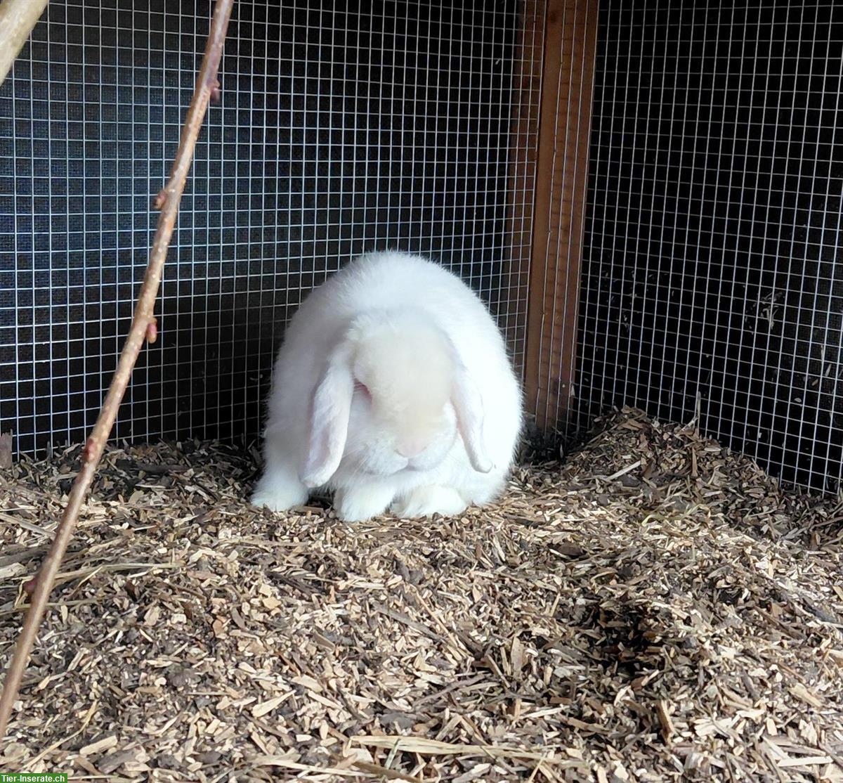 Zwergwidder Kaninchen, 2-jährig, männlich, kastriert, weiss