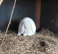 Zwergwidder Kaninchen, 2-jährig, männlich, kastriert, weiss