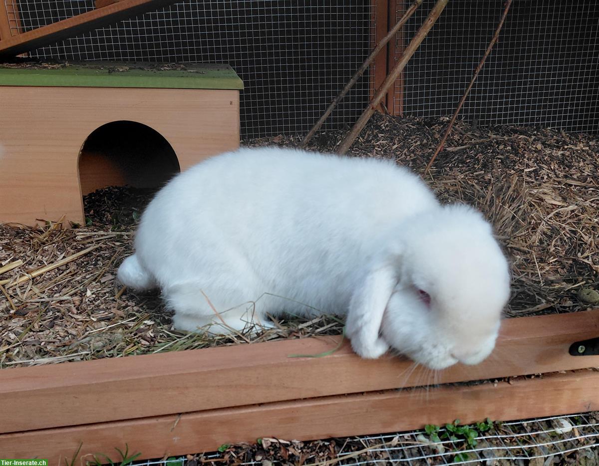 Bild 2: Zwergwidder Kaninchen, 2-jährig, männlich, kastriert, weiss