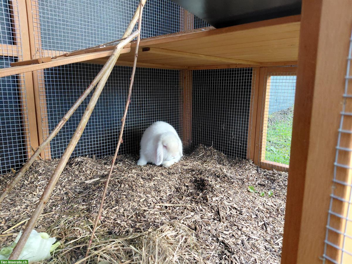 Bild 3: Zwergwidder Kaninchen, 2-jährig, männlich, kastriert, weiss