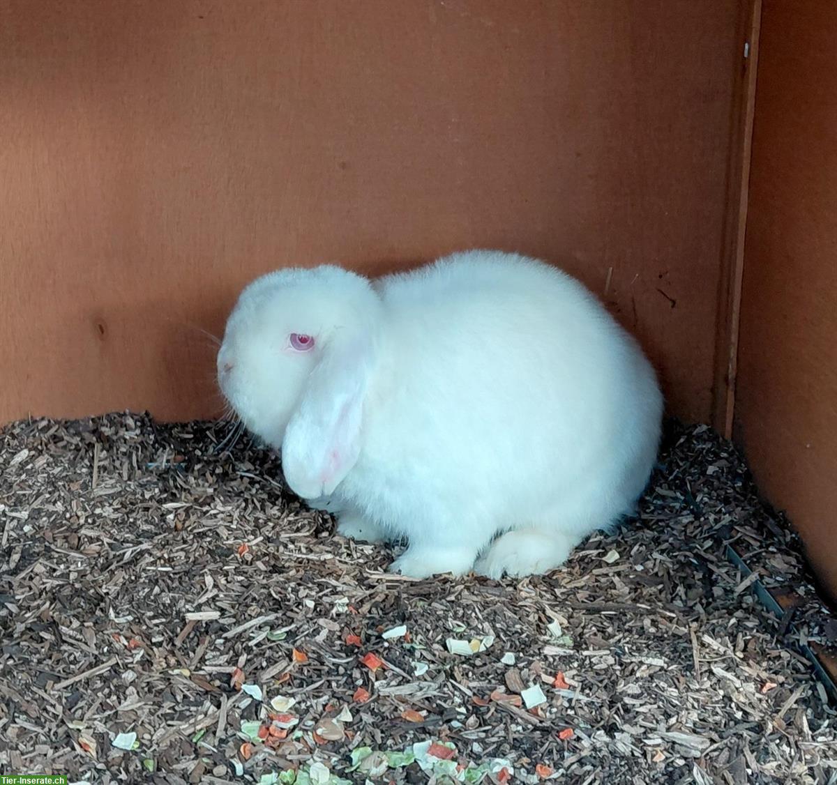 Bild 4: Zwergwidder Kaninchen, 2-jährig, männlich, kastriert, weiss