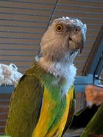 Senegalpapagei / Mohrenkopfpapagei Weibchen