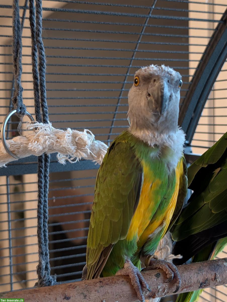 Bild 2: Senegalpapagei / Mohrenkopfpapagei Weibchen