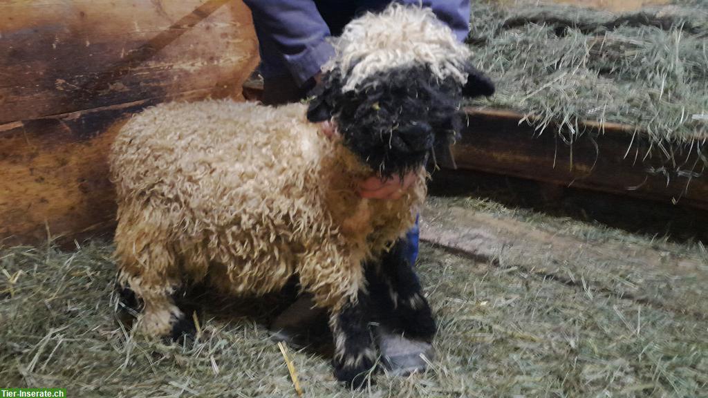 Walliser Schwarznasenschafe Zuchtlämmer zu verkaufen