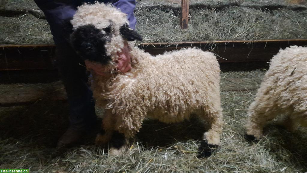 Bild 3: Walliser Schwarznasenschafe Zuchtlämmer zu verkaufen
