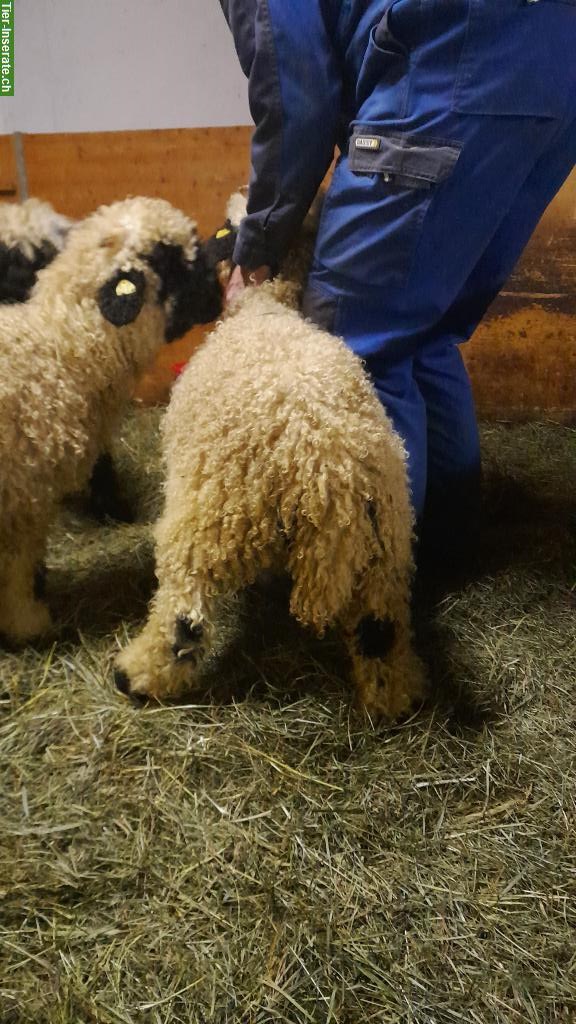Bild 4: Walliser Schwarznasenschafe Zuchtlämmer zu verkaufen