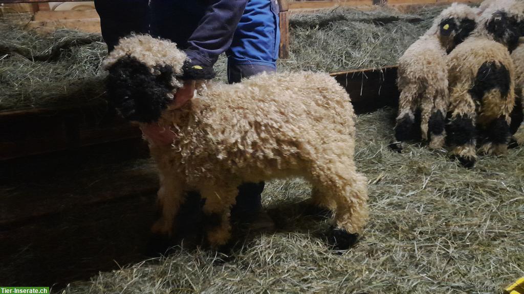 Bild 5: Walliser Schwarznasenschafe Zuchtlämmer zu verkaufen