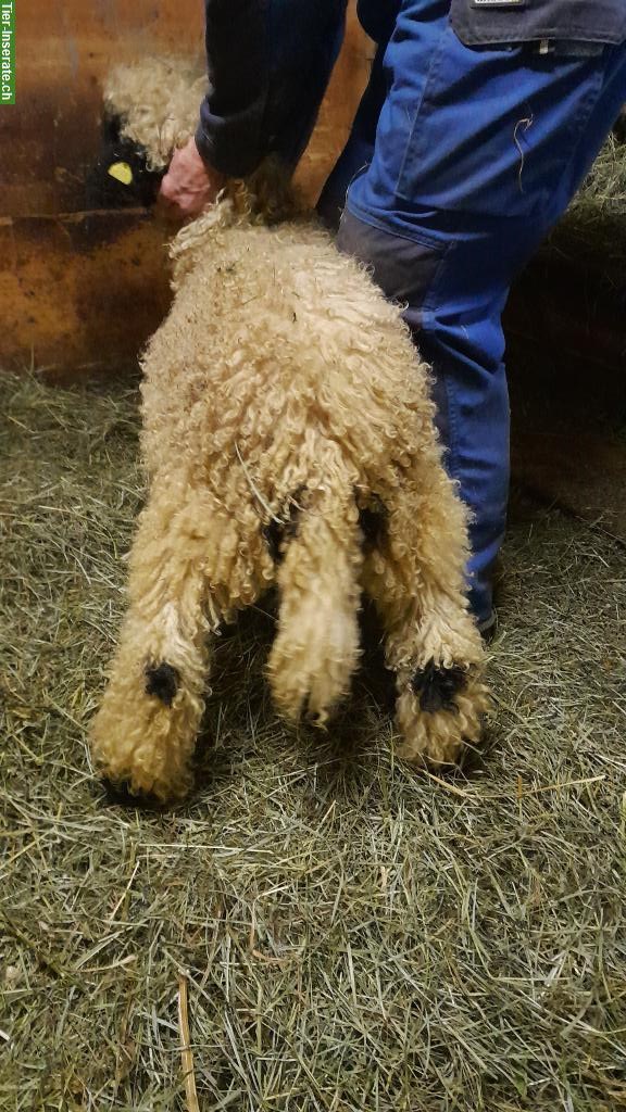 Bild 6: Walliser Schwarznasenschafe Zuchtlämmer zu verkaufen