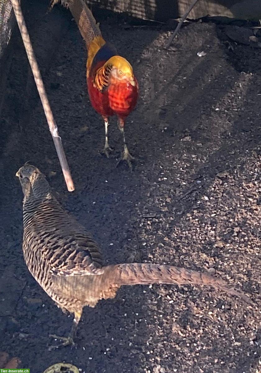 Goldfasane (Paare und Hahn) zu verkaufen