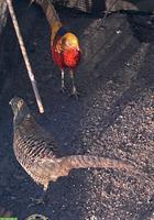 Goldfasane (Paare und Hahn) zu verkaufen