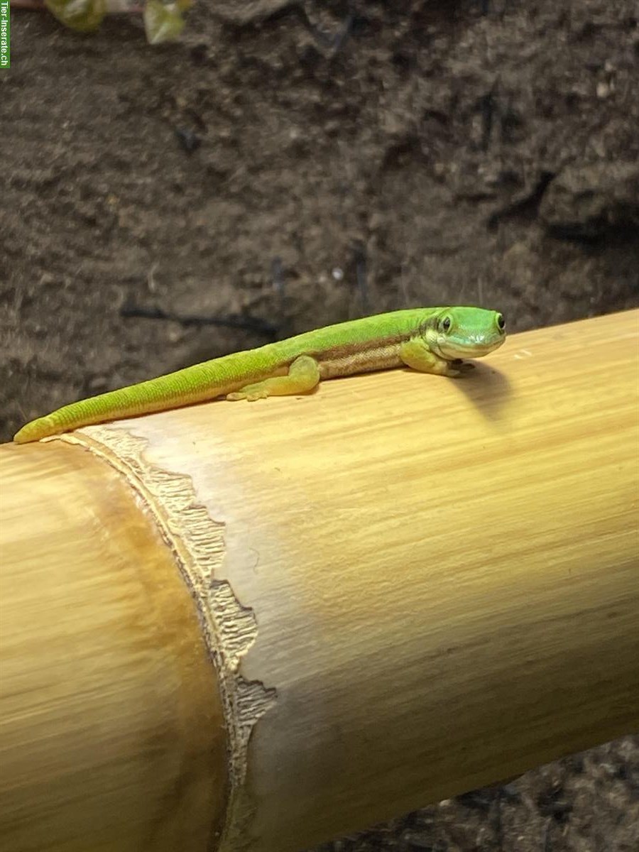 Phelsuma nigristriata, Schwarzstreifen-Taggecko