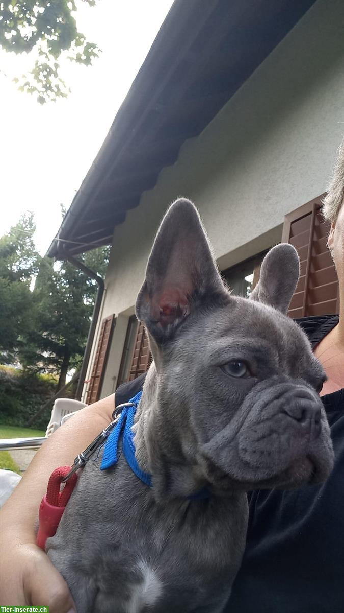 Französische Bulldogge Deckrüde, blau, 1.5-jährig