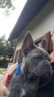 Französische Bulldogge Deckrüde, blau, 1.5-jährig