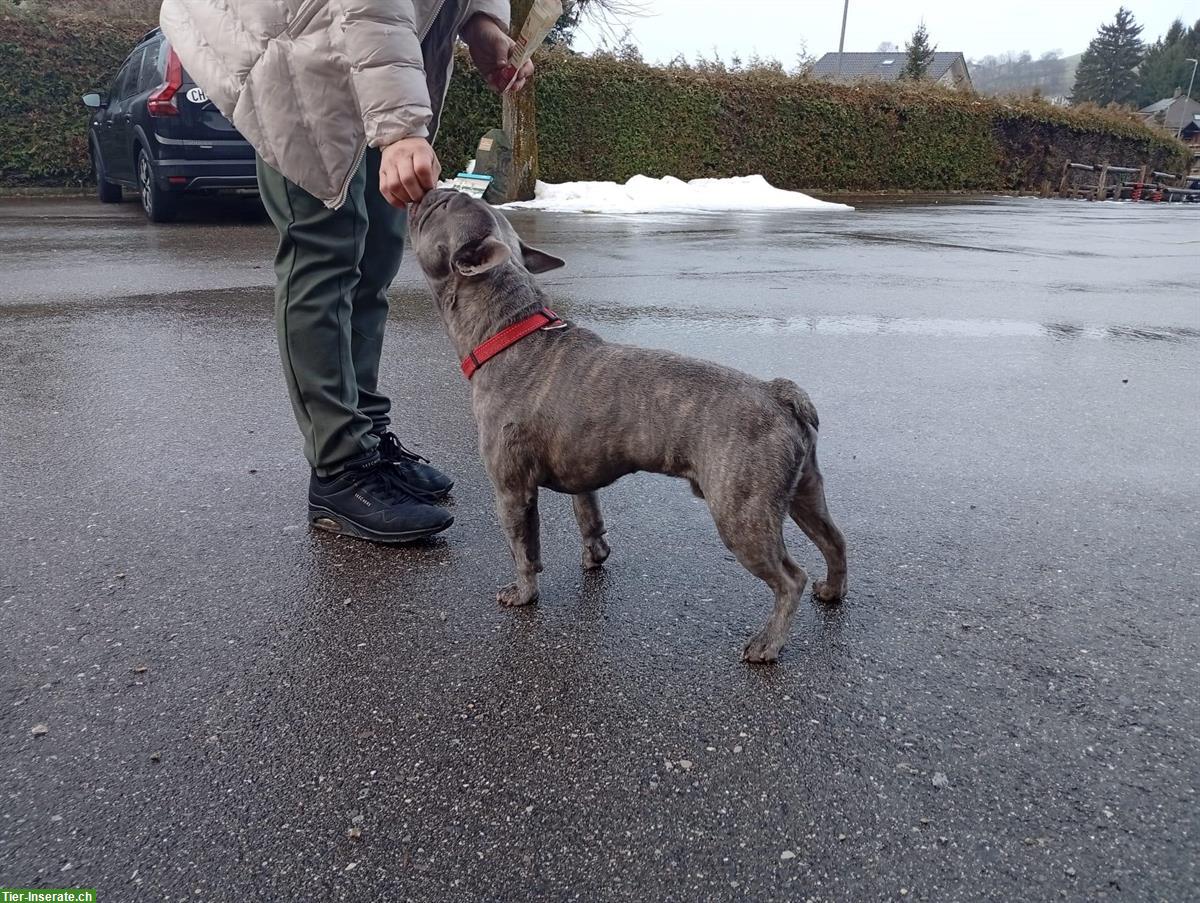 Bild 2: Französische Bulldogge Deckrüde, blau, 1.5-jährig