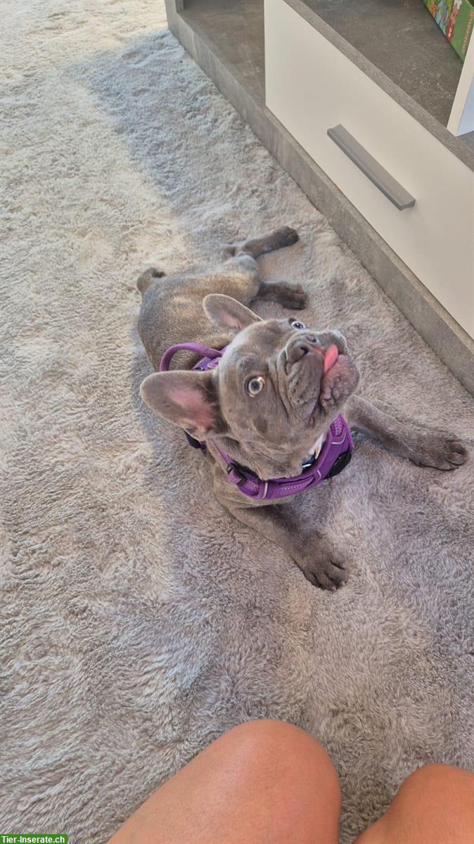 Bild 3: Französische Bulldogge Deckrüde, blau, 1.5-jährig