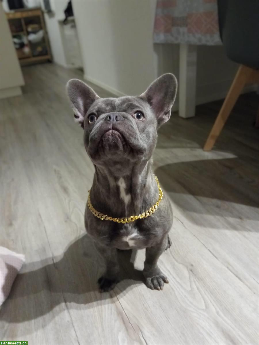 Bild 4: Französische Bulldogge Deckrüde, blau, 1.5-jährig