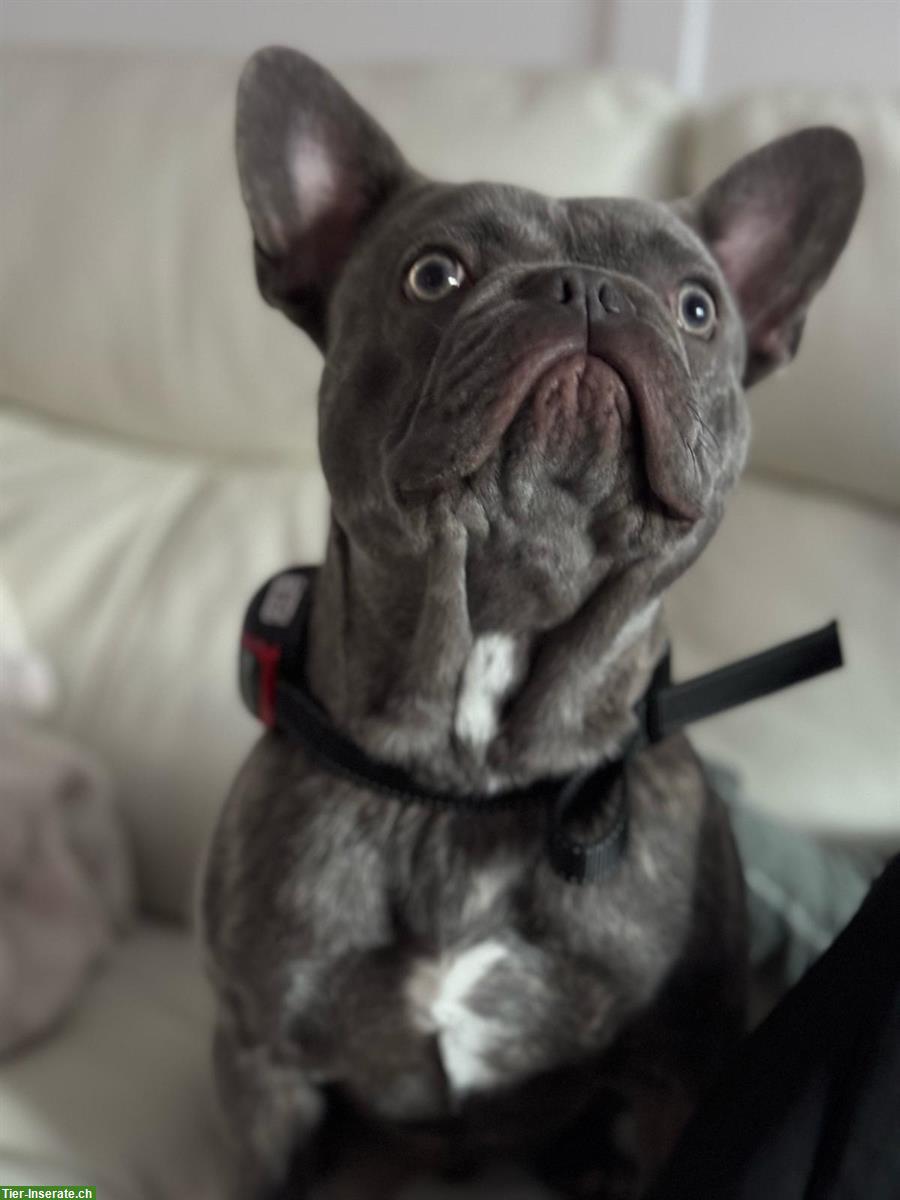 Bild 5: Französische Bulldogge Deckrüde, blau, 1.5-jährig