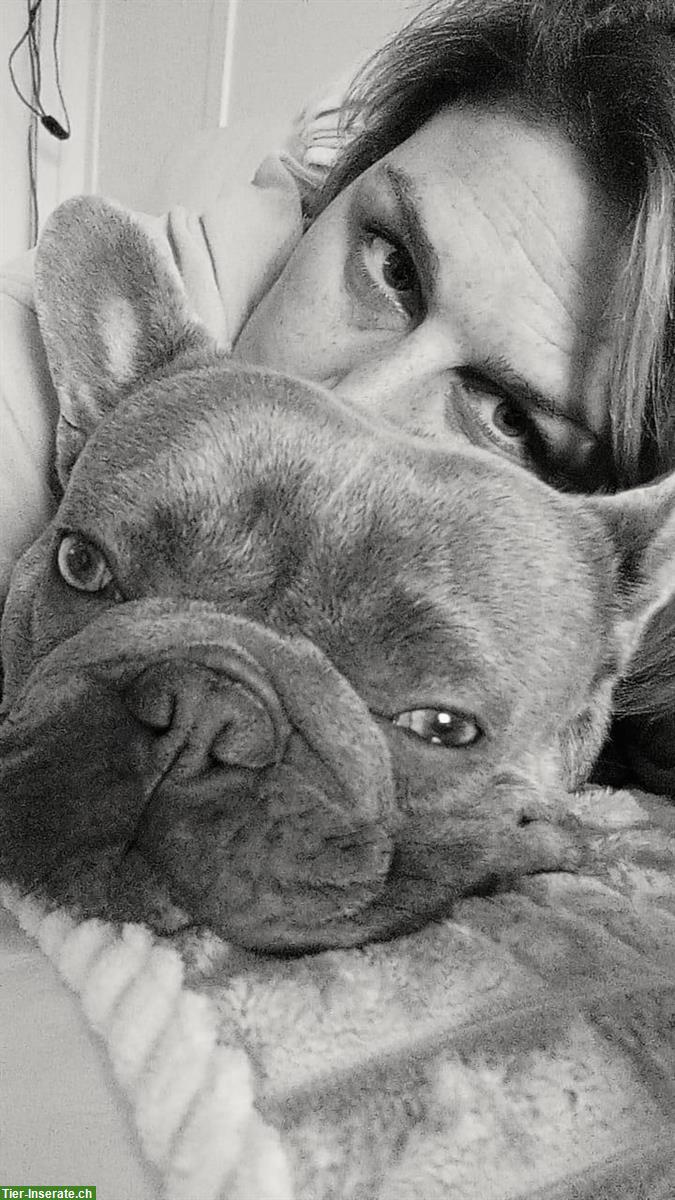 Bild 6: Französische Bulldogge Deckrüde, blau, 1.5-jährig