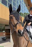 Hannoveraner Wallach, Herzenspferd & verlässlicher Lehrmeister