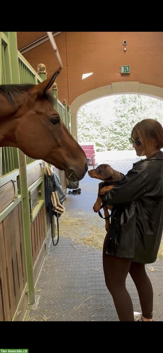 Bild 5: Hannoveraner Wallach, Herzenspferd & verlässlicher Lehrmeister