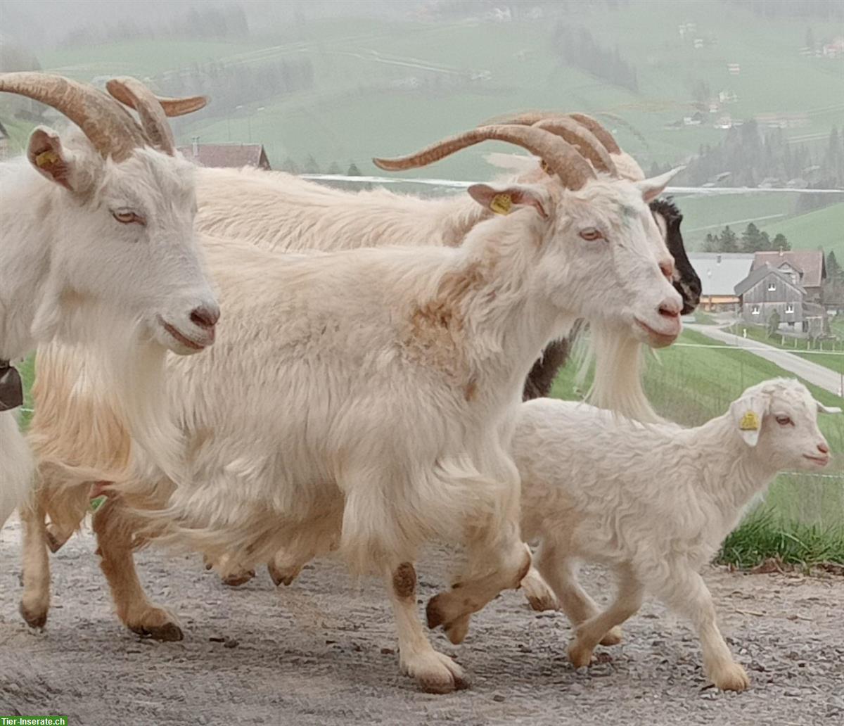 Kaschmirziegen aus Zuchtbetrieb zu verkaufen