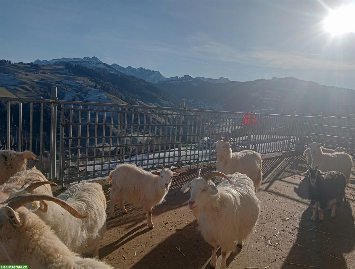 Bild 2: Kaschmirziegen aus Zuchtbetrieb zu verkaufen