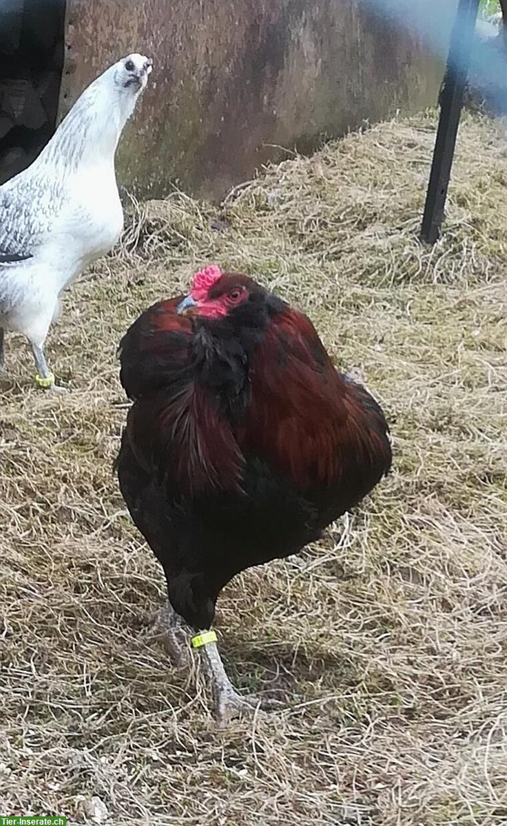 Araucana Hahn (2025) wildfarbig mit Grünleger-Gen
