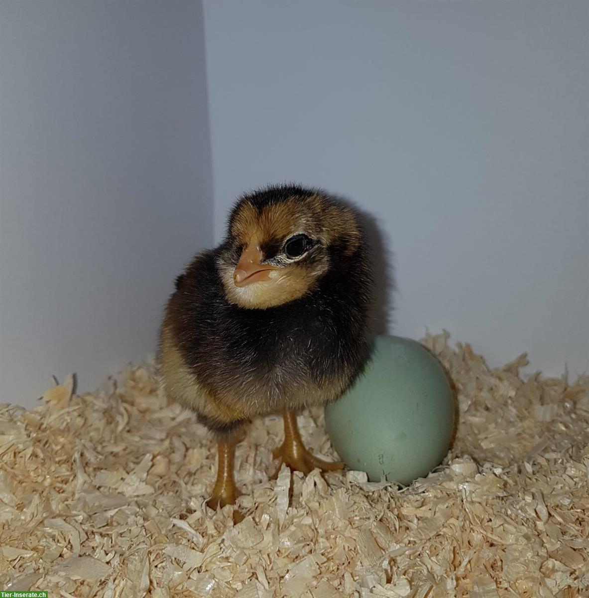 Bild 2: Araucana Hahn (2025) wildfarbig mit Grünleger-Gen