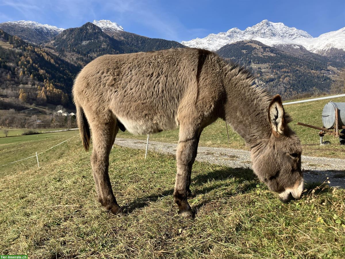 Bild 2: Schönes Esel Hengstfohlen zu verkaufen