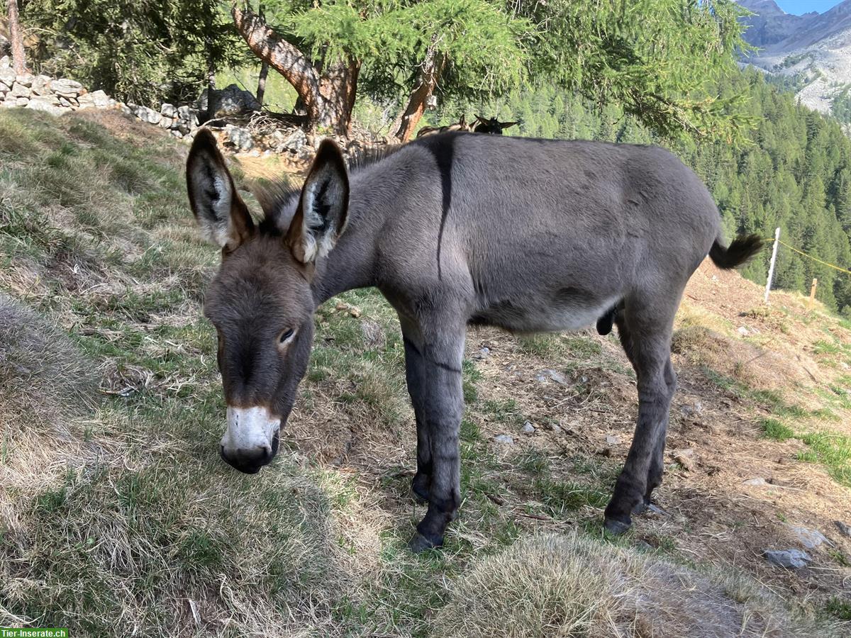 Bild 3: Schönes Esel Hengstfohlen zu verkaufen