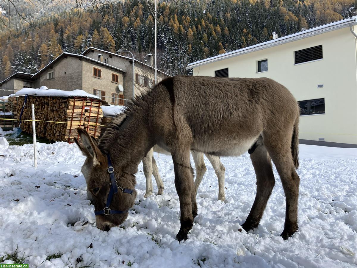 Bild 4: Schönes Esel Hengstfohlen zu verkaufen