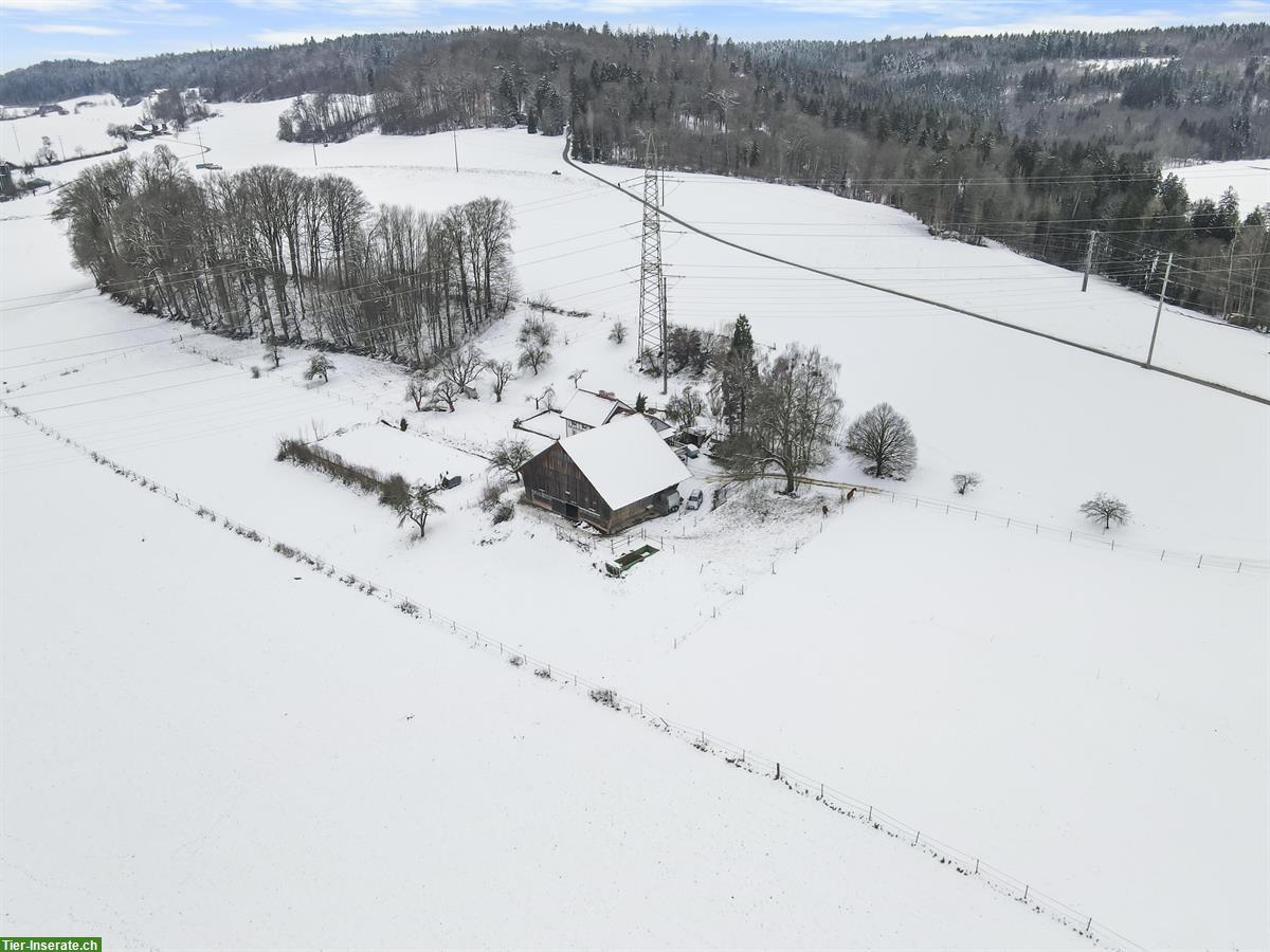 Zweifamilien-Bauernhaus mit Pferdestallungen und Weideland