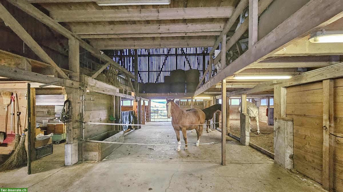 Bild 4: Zweifamilien-Bauernhaus mit Pferdestallungen und Weideland