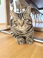 Sehr lieber BKH Deckkater