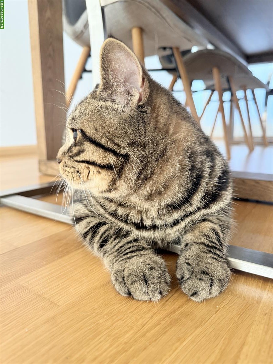 Bild 2: Sehr lieber BKH Deckkater