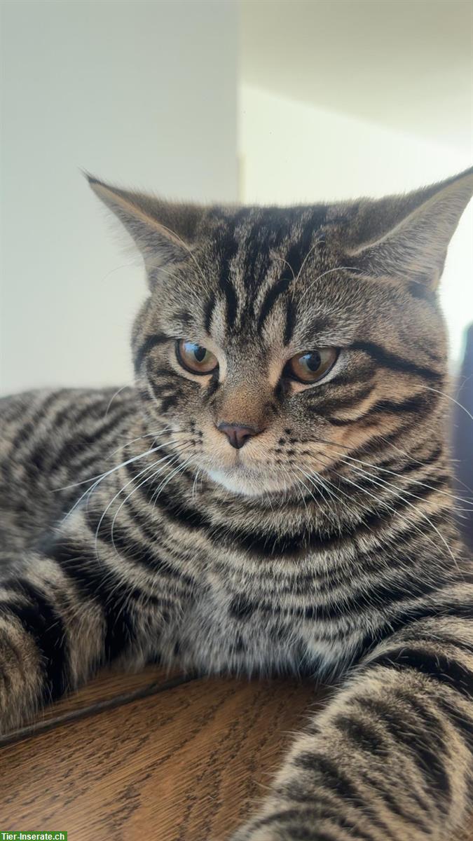 Bild 4: Sehr lieber BKH Deckkater