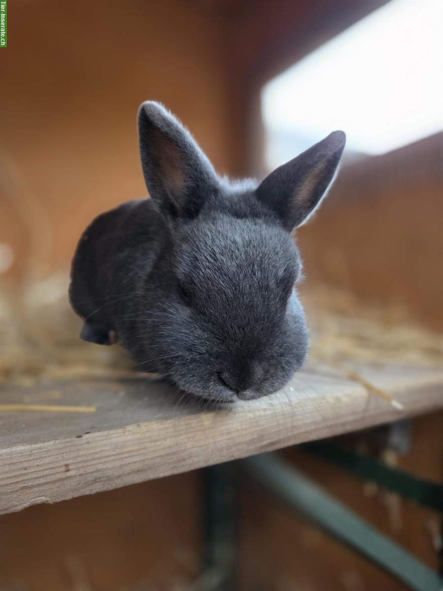 Zwergkaninchen-Geschwister, Aussenhaltung gewohnt