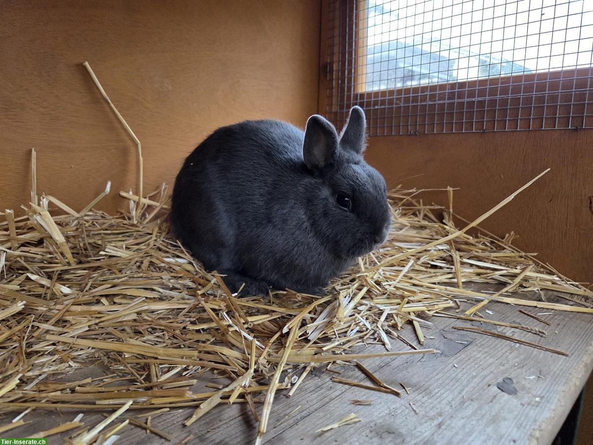 Bild 2: Zwergkaninchen-Geschwister, Aussenhaltung gewohnt