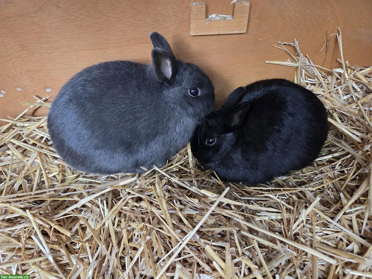 Bild 3: Zwergkaninchen-Geschwister, Aussenhaltung gewohnt