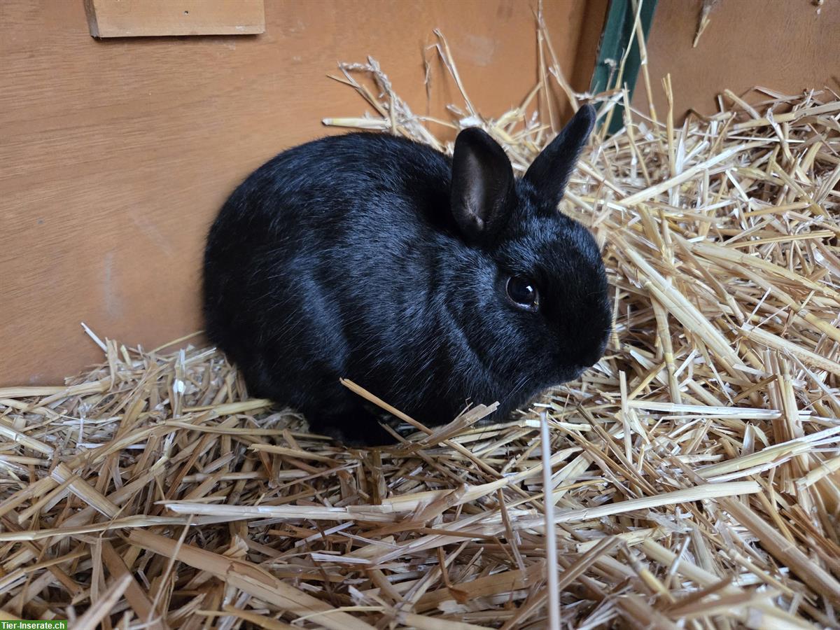 Bild 4: Zwergkaninchen-Geschwister, Aussenhaltung gewohnt