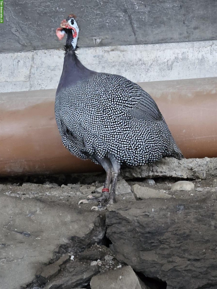 Perlhuhn Hähne gratis abzugeben