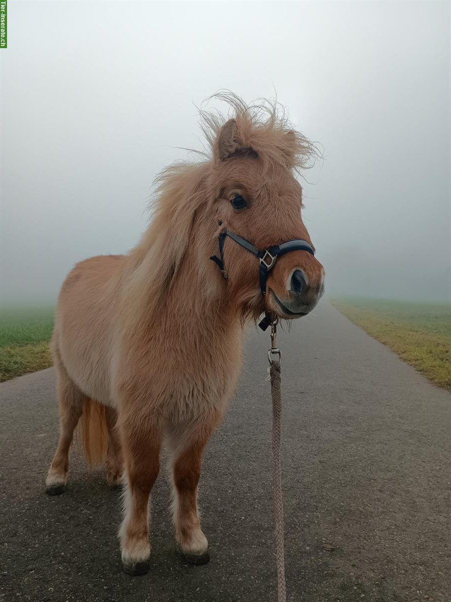 Bild 2: Shetlandpony Stute, rotfalb, zu verkaufen