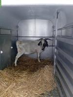 Schöner Burenziegenbock zu verkaufen