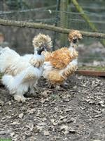 Showgirl- & Seidenhühner-Gruppe mit Hahn, inkl. Hühnerstall