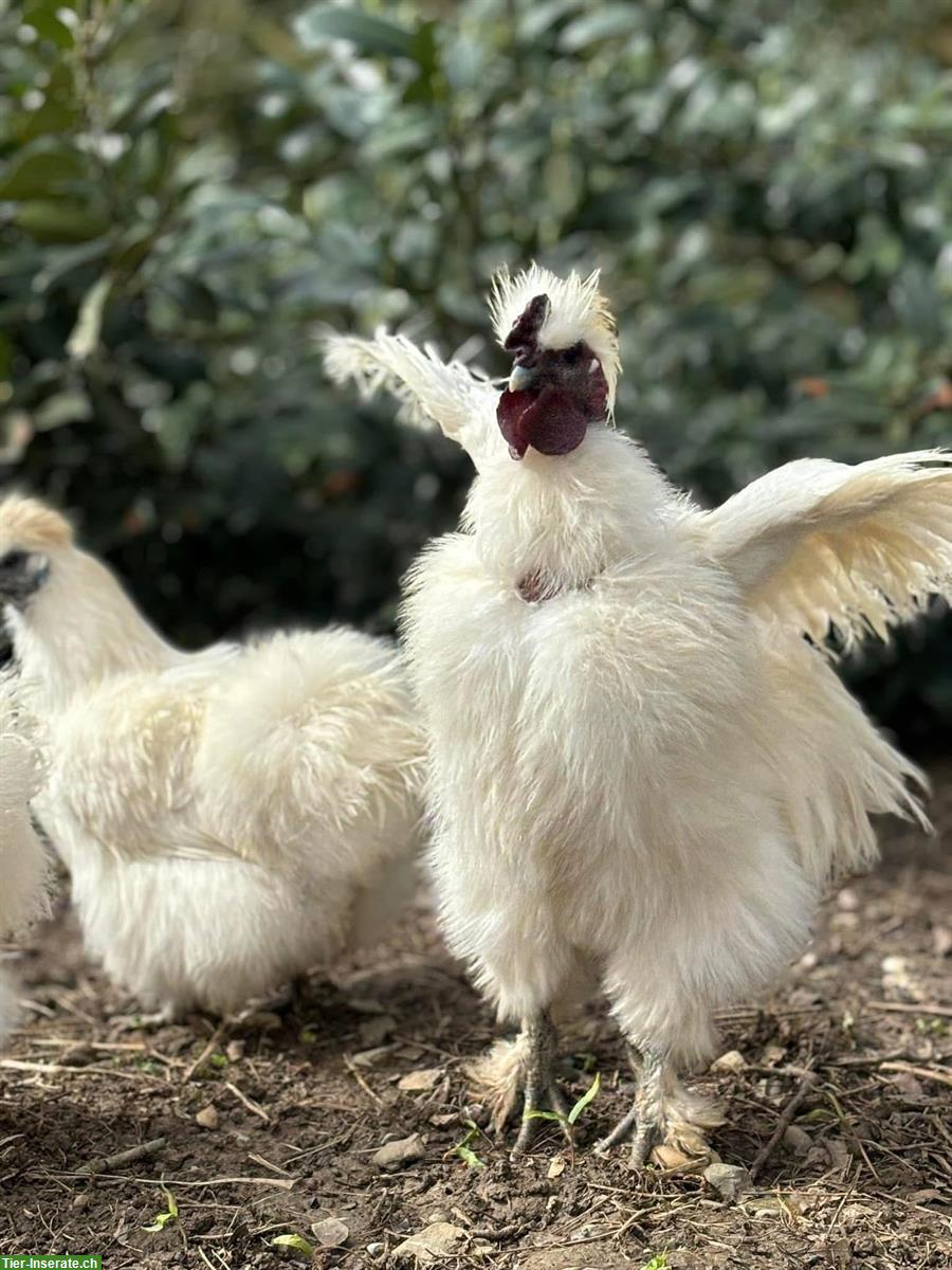 Bild 2: Showgirl- & Seidenhühner-Gruppe mit Hahn, inkl. Hühnerstall